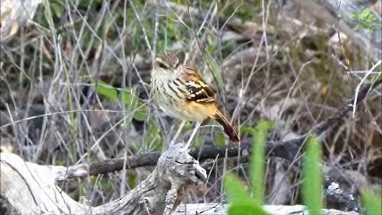 Stripe-backed Antbird - ML201575681