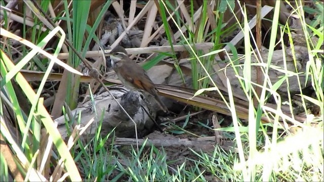 コメチンゴネスカワカマドドリ - ML201575691