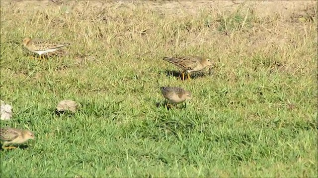 Buff-breasted Sandpiper - ML201575701