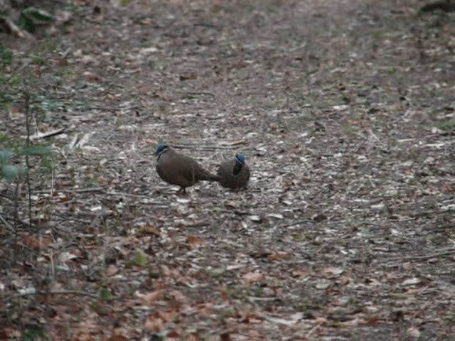 Blue-headed Quail-Dove - ML201575721