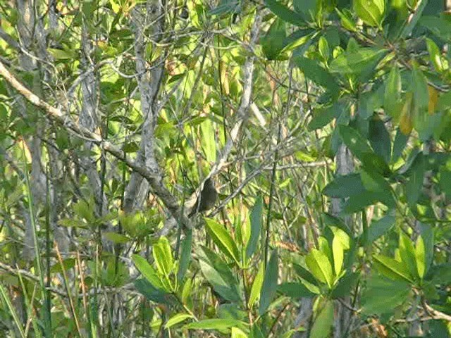 Zapata Wren - ML201575741