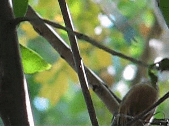 Mottled Piculet - ML201575761