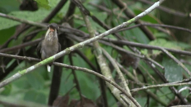 Long-billed Hermit (Central American) - ML201575811