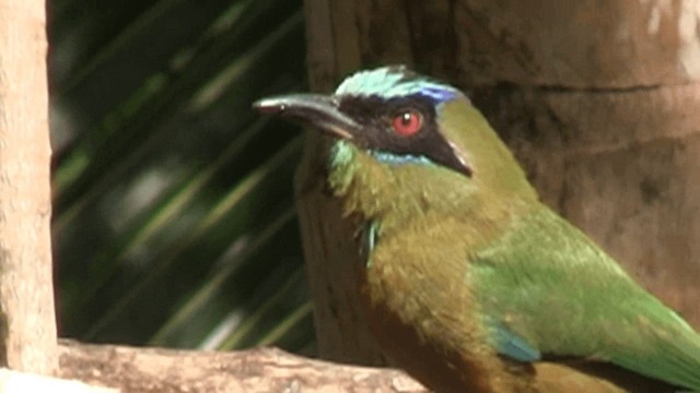 Motmot caraïbe (groupe subrufescens) - ML201575821