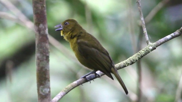 Carmiol's Tanager - ML201575871