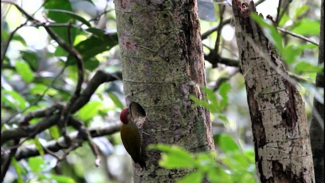 Stripe-cheeked Woodpecker - ML201575901