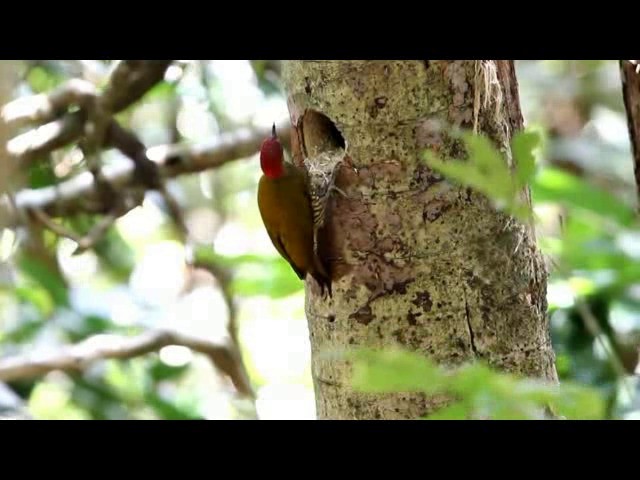 Stripe-cheeked Woodpecker - ML201575931