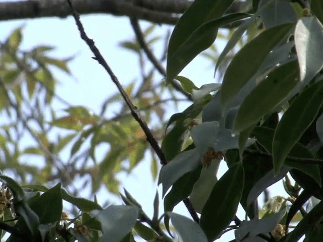 Mosquitero Picoancho - ML201576021