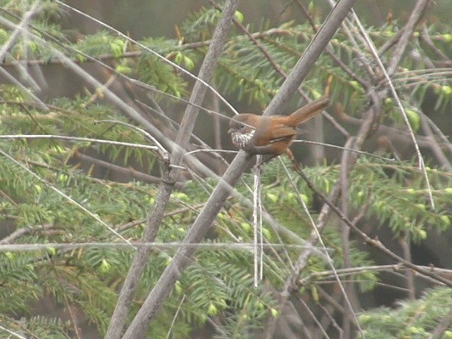 Brown-throated Fulvetta - ML201576041