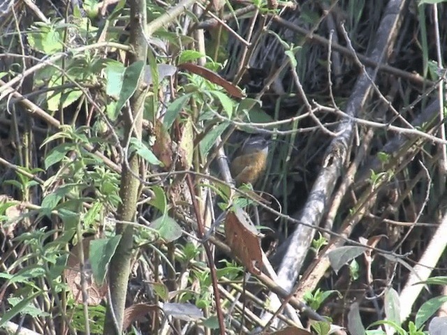 Slender-billed Scimitar-Babbler - ML201576061