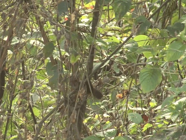 Slender-billed Scimitar-Babbler - ML201576071