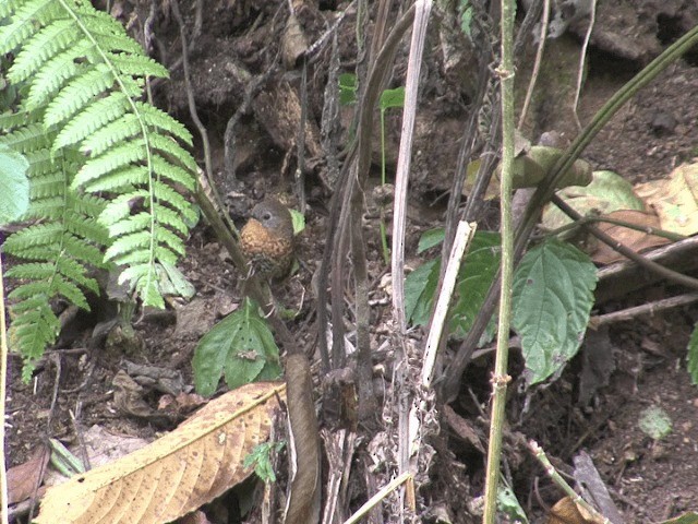 Rufous-throated Wren-Babbler - ML201576101