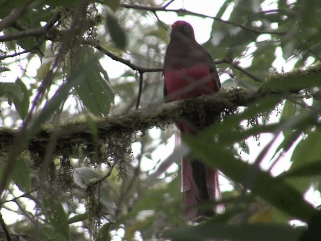 Ward's Trogon - ML201576161