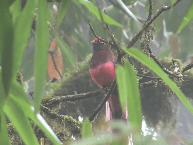 trogon růžovoocasý - ML201576171