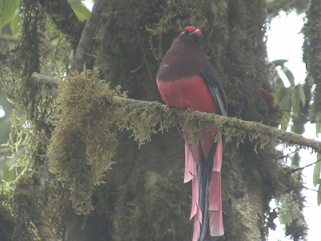 trogon růžovoocasý - ML201576181