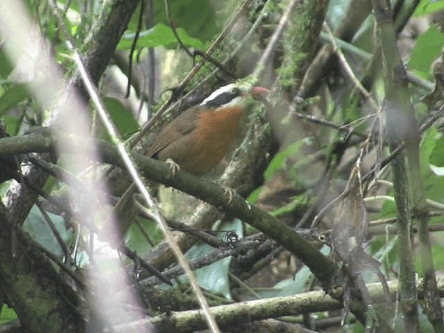 Black-crowned Scimitar-Babbler - ML201576191