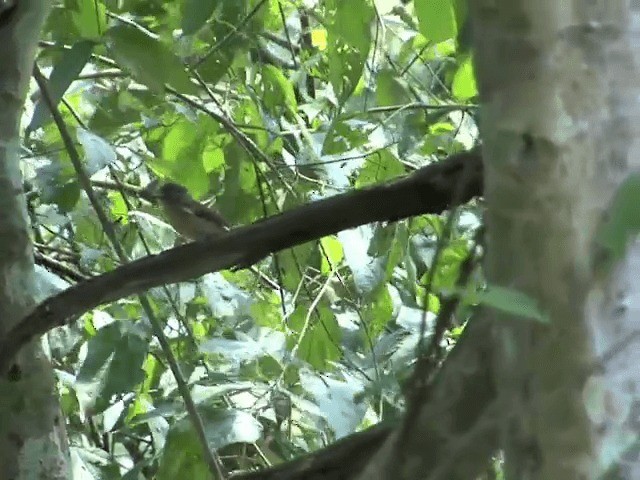 Pale-chinned Flycatcher - ML201576231