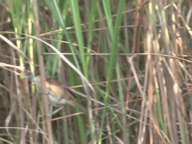 Slender-billed Babbler - ML201576241