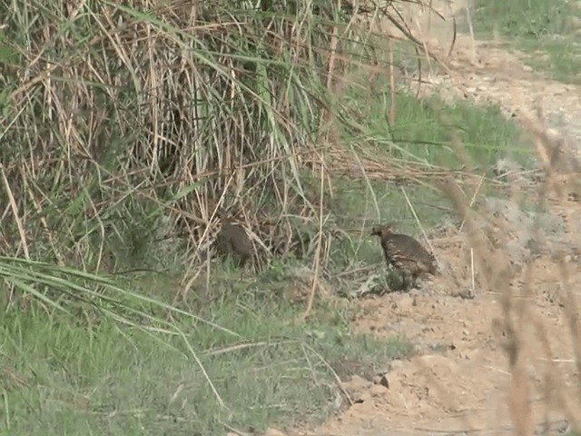 Swamp Francolin - ML201576251