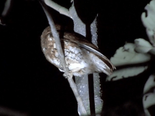 Сплюшка східноазійська [група sunia] - ML201576261