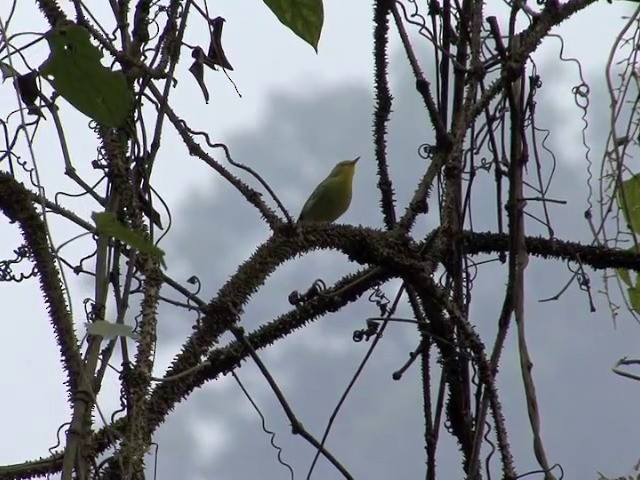 Yellow-vented Warbler - ML201576271