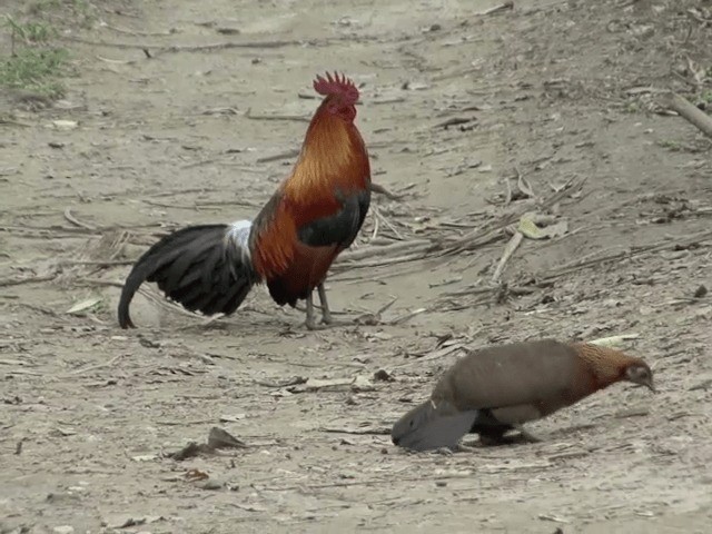 Red Junglefowl - ML201576281