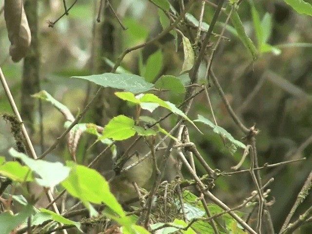 Yellow-throated Fulvetta - ML201576391