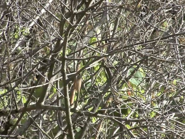 Black-browed Tit (Rufous-fronted) - ML201576431