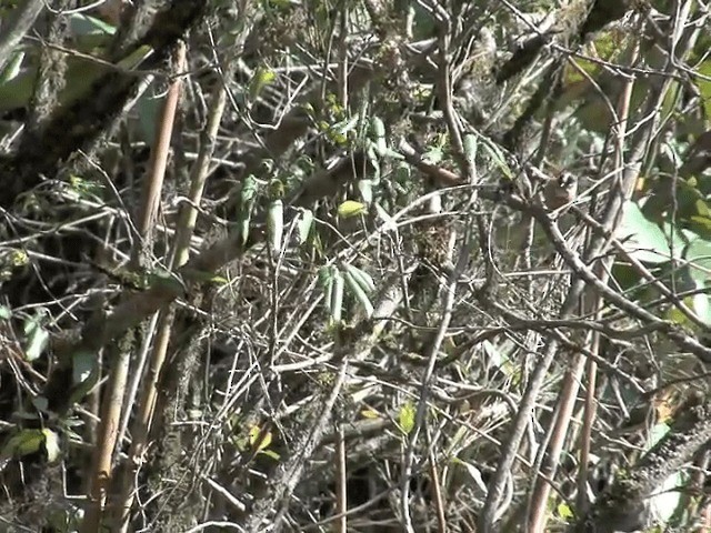 Black-browed Tit (Rufous-fronted) - ML201576441