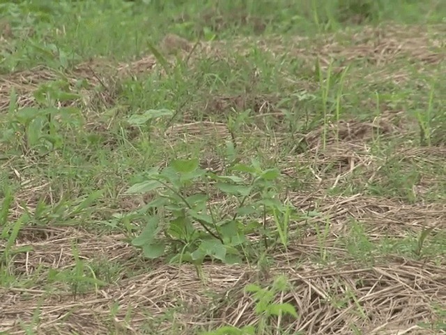 Bengal Bushlark - ML201576471