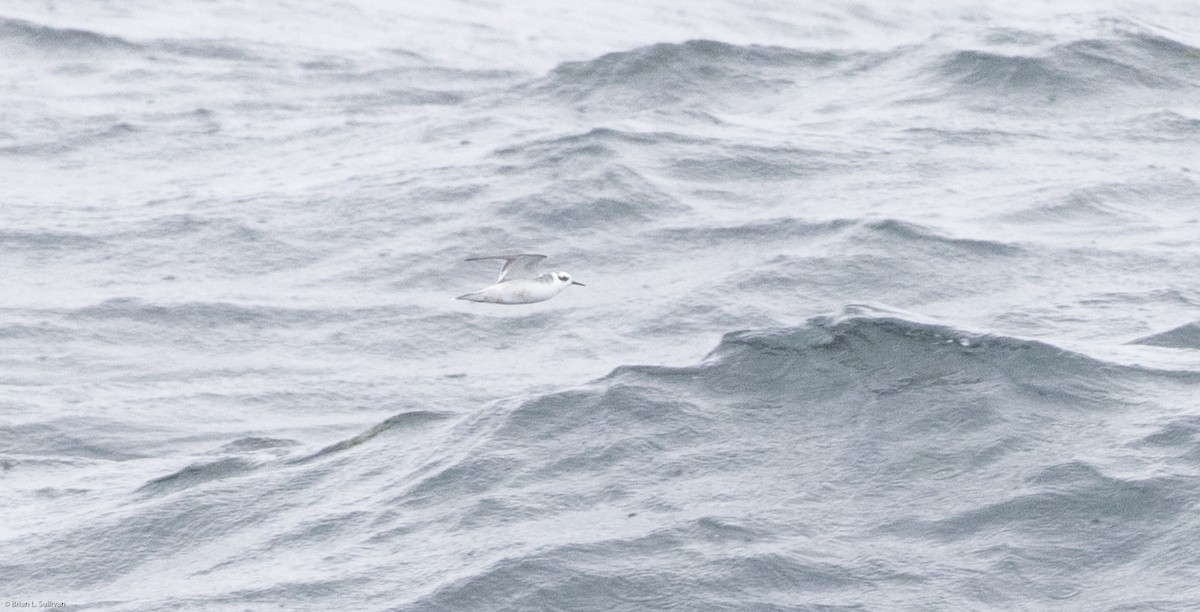 Red Phalarope - ML20157651