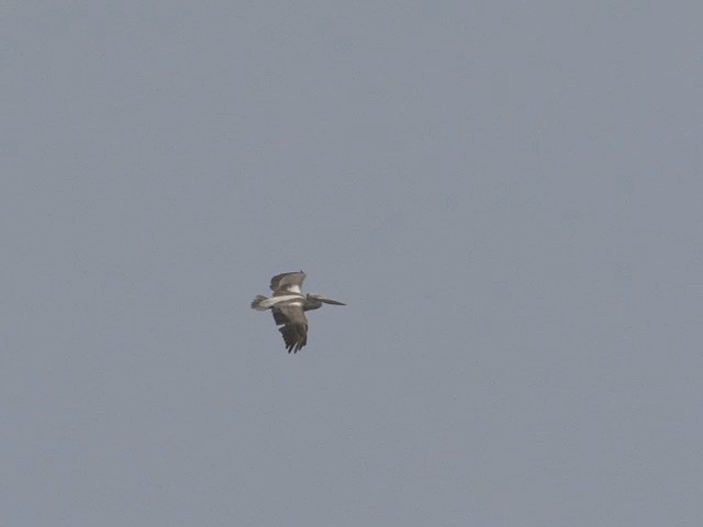 Spot-billed Pelican - ML201576511