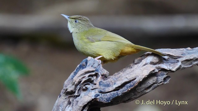 Gray-eyed Bulbul (Gray-eyed) - ML201576531