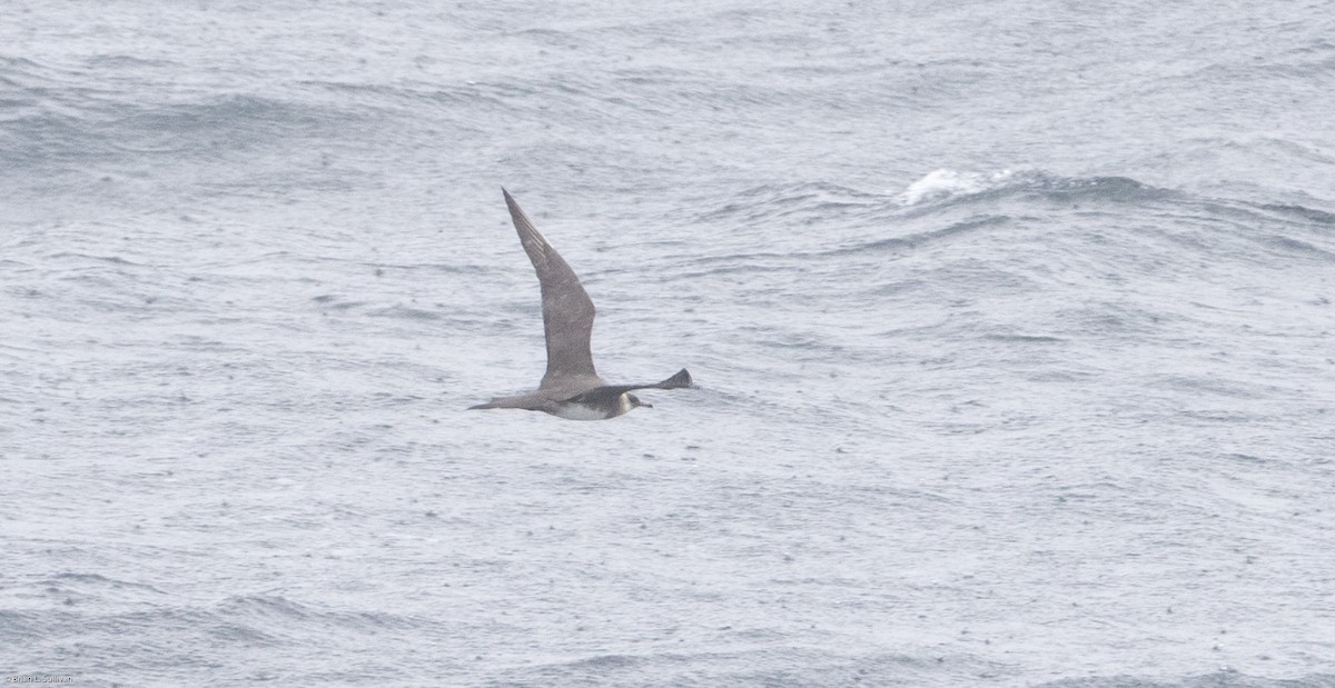 Parasitic Jaeger - ML20157671