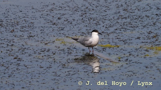 rybák obecný (ssp. longipennis) - ML201576711