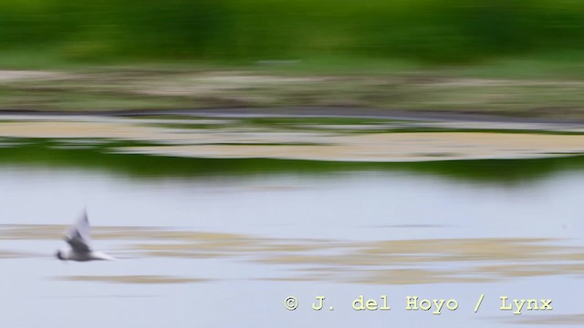 Крячок річковий (підвид longipennis) - ML201576731