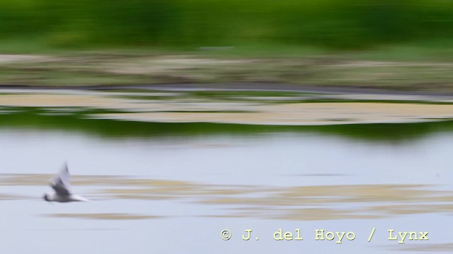 Common Tern (longipennis) - ML201576731