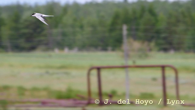 rybák obecný (ssp. longipennis) - ML201576741