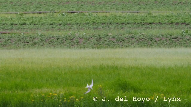 rybák obecný (ssp. longipennis) - ML201576751