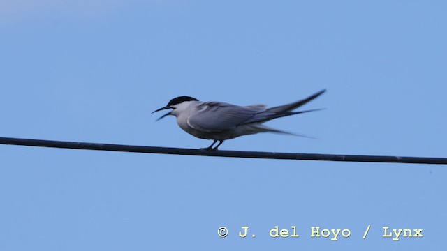 Common Tern (longipennis) - ML201576771