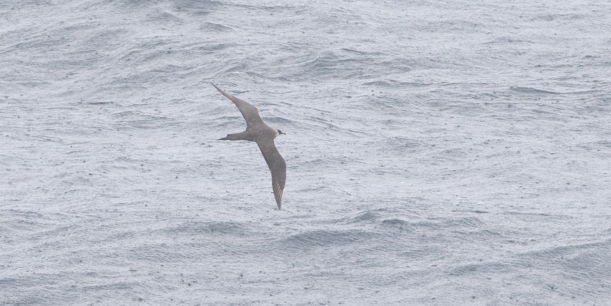 Parasitic Jaeger - ML20157681