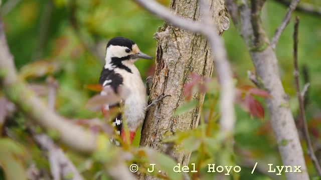 Syrian Woodpecker - ML201576811