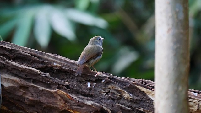 White-gorgeted Flycatcher - ML201576871