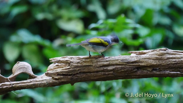 Bulbul à ailes vertes (groupe flavala) - ML201576891