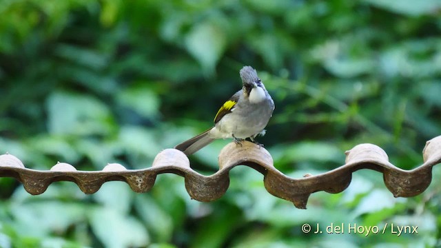 Bulbul à ailes vertes (groupe flavala) - ML201576901