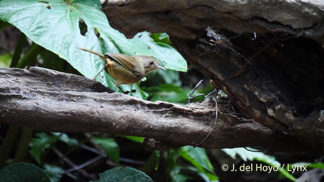 Buff-breasted Babbler - ML201576911