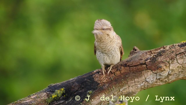 Eurasian Wryneck - eBird