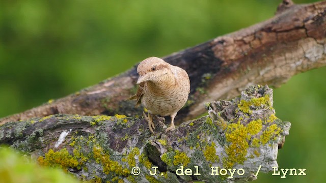 Eurasian Wryneck - eBird