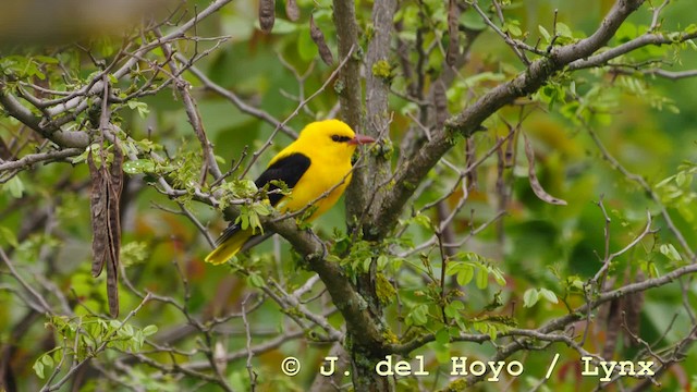 Eurasian Golden Oriole - ML201576951