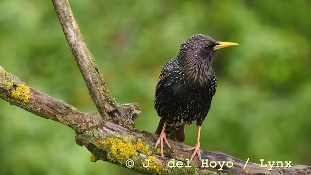 European Starling - ML201576981